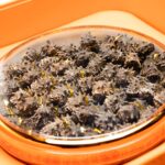 50-60頭正日本關西參禮盒